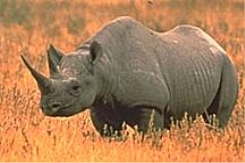 Результат пошуку зображень за запитом "носоріг"